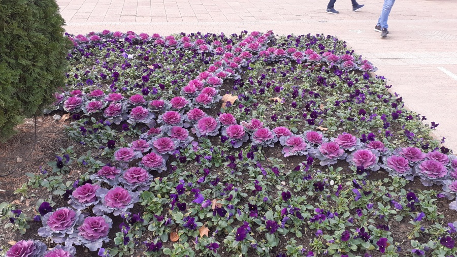 Новость Сочи: В Сочи заканчивают посадку зимнего ассортимента цветов на благо улиц города