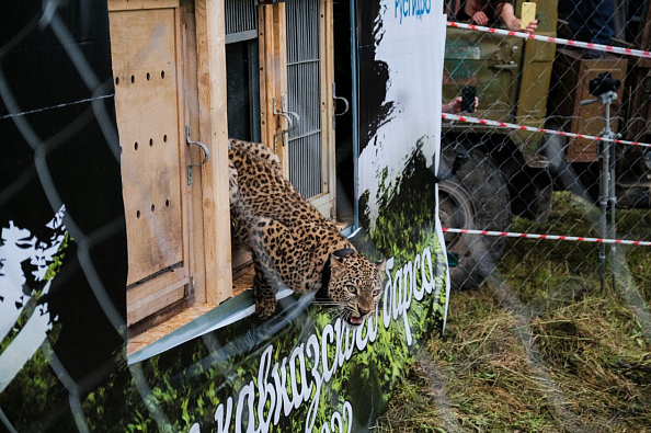 Новость Сочи: Переднеазиатских леопардов выросших в Сочи выпустили в дикую природу Северной Осетии