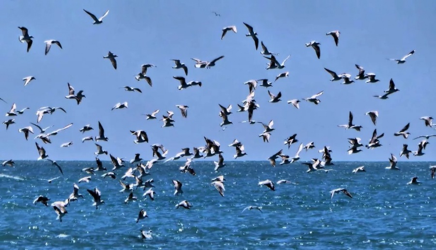 Новость Сочи: Массовая гибель птиц на побережье Черного моря, в том числе в Сочи, связана с ........