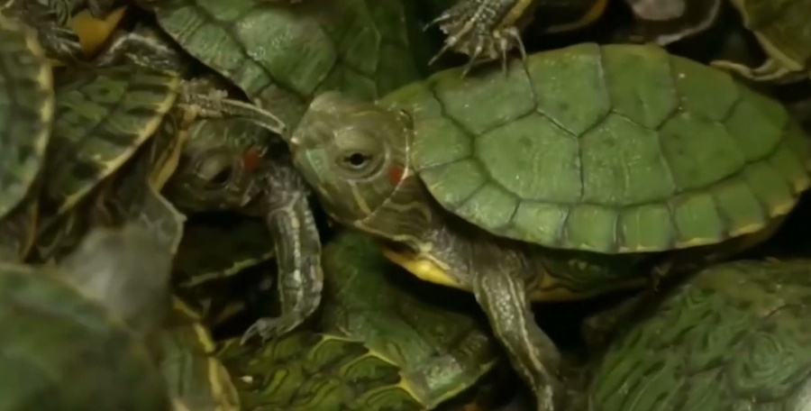 Новость Сочи: В городских водоемах Сочи расплодились Красноухие черепахи