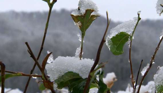 Новость Сочи: 8 марта 2022 в предгорной зоне Сочи ожидается дождь переходящий в снег