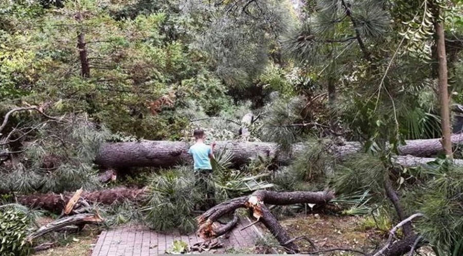 Новость Сочи: В парке Ривьера от ветра упал 100 летный Кедр
