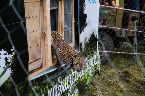 Переднеазиатских леопардов выросших в Сочи выпустили в дикую природу Северной Осетии