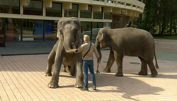 Новость Сочи: Жители Сочи наблюдали за репетицией трюков со Слонами на открытом воздухе
