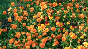Новость Сочи: Аллеи и цветники высадят во всех районах Сочи