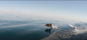 В прибрежных водах Сочи сейчас можно встретить все три вида дельфинов которые обитают в Черном море – афалину, белобочку и азовку