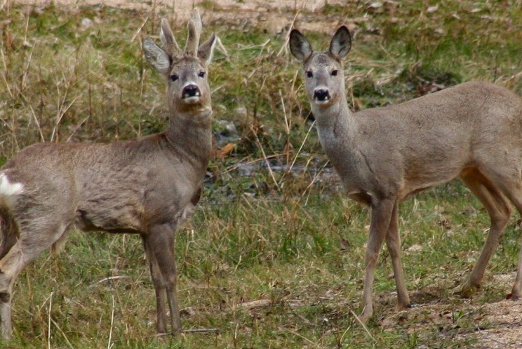 Новость Сочи: Животные Национального парка Сочи выходят на туристические тропы