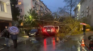Новость Сочи: Осторожно в Сочи снова падают Деревья из за сильного ветра!
