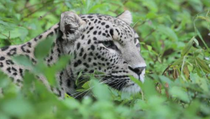 Новость Сочи: Сочинские леопарды выпущенные этим летом полностью освоились в дикой природе