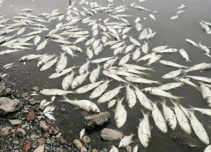 Причину массовой гибели рыбы в районе реки Псахе установили в Росрыболовстве