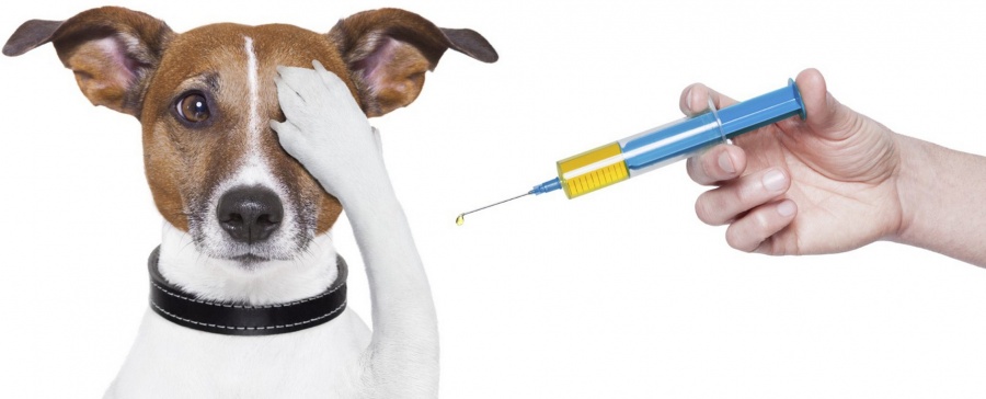 Новость Сочи: Ежегодно в Сочи прививают свыше 30 тысяч кошек и собак: В Городе проходит бесплатная вакцинация животных