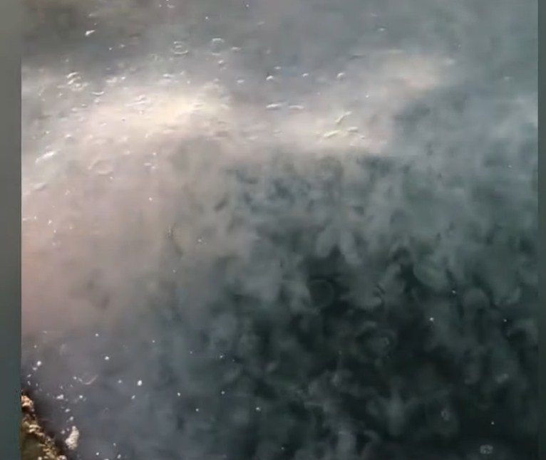 Новость Сочи: Побережье Сочи и западного Крыма наводнили медузы