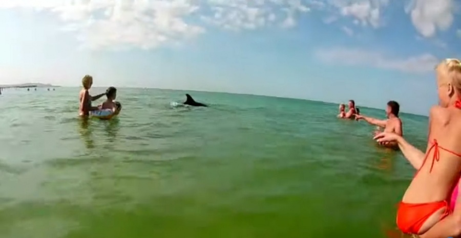 Новость Сочи: Дельфины плавают возле пляжа вместе с туристами в Анапе видео