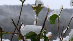 8 марта 2022 в предгорной зоне Сочи ожидается дождь переходящий в снег