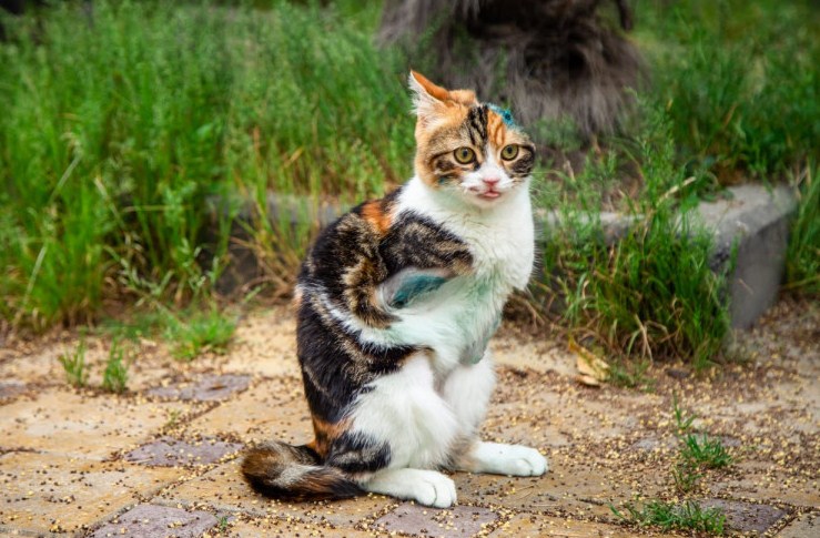 Новость Сочи: Кошке Лаки научившейся ходить на двух лапах, срочно ищут дом - Видео