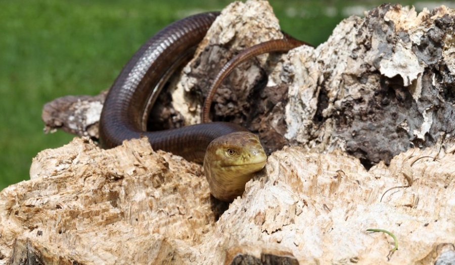 Новость Сочи: В Сочи обитает самая крупная ящерица в России напоминающая своим видом Змею
