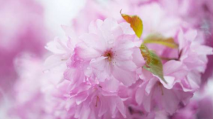 Новость Сочи: Не пропустите пик цветения сакуры в сочинском парке "Дендрарий"