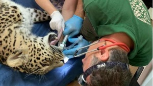Даже Леопарды лечат зубы у стоматологов: В Сочинском нацпарке провели операцию по лечению зубов животному