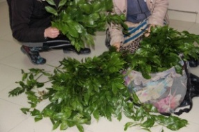 Новость Сочи: В Сочинском нац-парке задержаны нарушители которые к 8 марта срывали краснокнижное растение