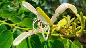 Новость Сочи: Древесная орхидея зацвела в Дендрарий Сочи