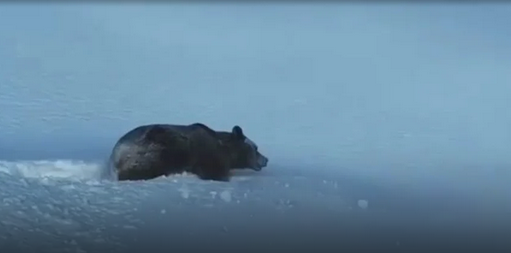 Новость Сочи: В сочинском поселке Красная Поляна стали чаще видеть медведей