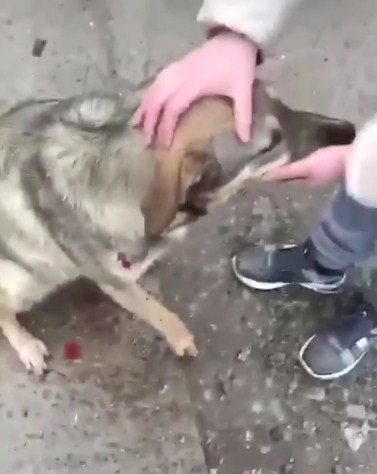 Новость Сочи: Живодёр выстрелил и ранил бродячую собаку потому что у него было плохое настроение