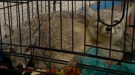 Новость Сочи: Сочинская природоохранная прокуратура взяла на контроль спасение животных брошенных в сафари-парке в сочинском селе Ахштырь