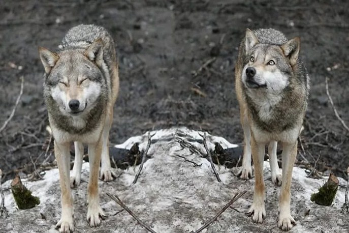 Новость Сочи: В Кавказском заповеднике Сочи пересчитали волков и их стало меньше