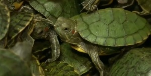 В городских водоемах Сочи расплодились Красноухие черепахи