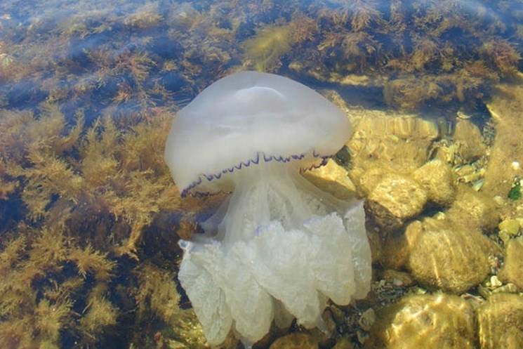 Какие медузы водятся в черном море крым