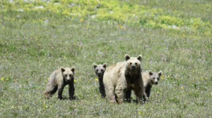 В горах Сочи медведи выходят из зимней спячки