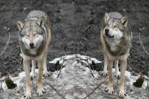 В Кавказском заповеднике Сочи пересчитали волков и их стало меньше