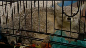 Сочинская природоохранная прокуратура взяла на контроль спасение животных брошенных в сафари-парке в сочинском селе Ахштырь