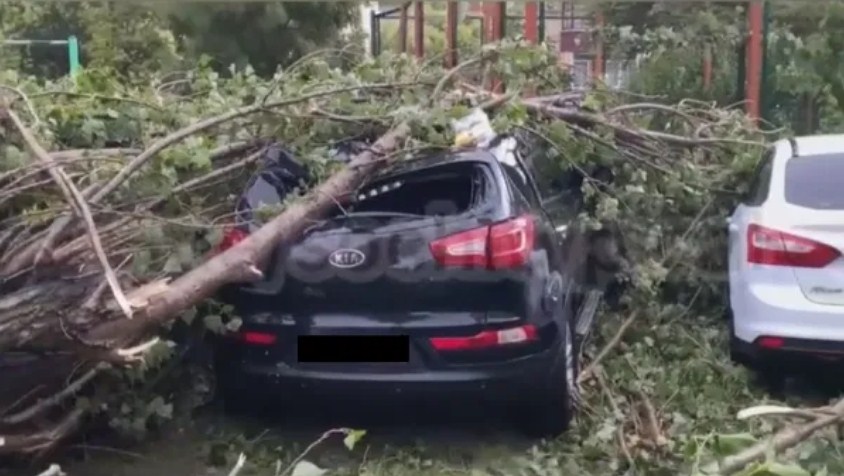 Новость Сочи: Не шутите с природой: В Сочи рухнувшее дерево убило мужчину есть и другие пострадавшие