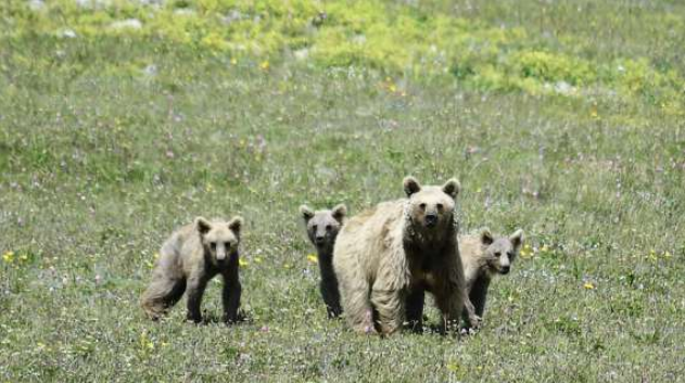 Новость Сочи: В горах Сочи медведи выходят из зимней спячки