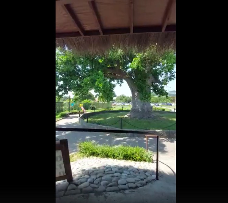 Новость Сочи: Момент обрушения часть кроны легендарного тюльпанного дерева в Сочи запечатлен на видео