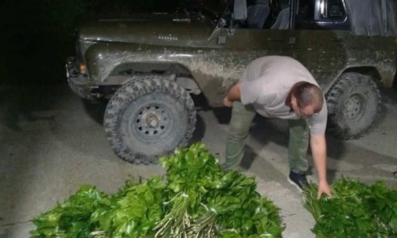 Новость Сочи: Сборщики растений Иглицы Колхидской задержаны в Сочи