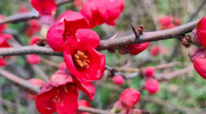 В Сочи распустились цветы китайской айвы