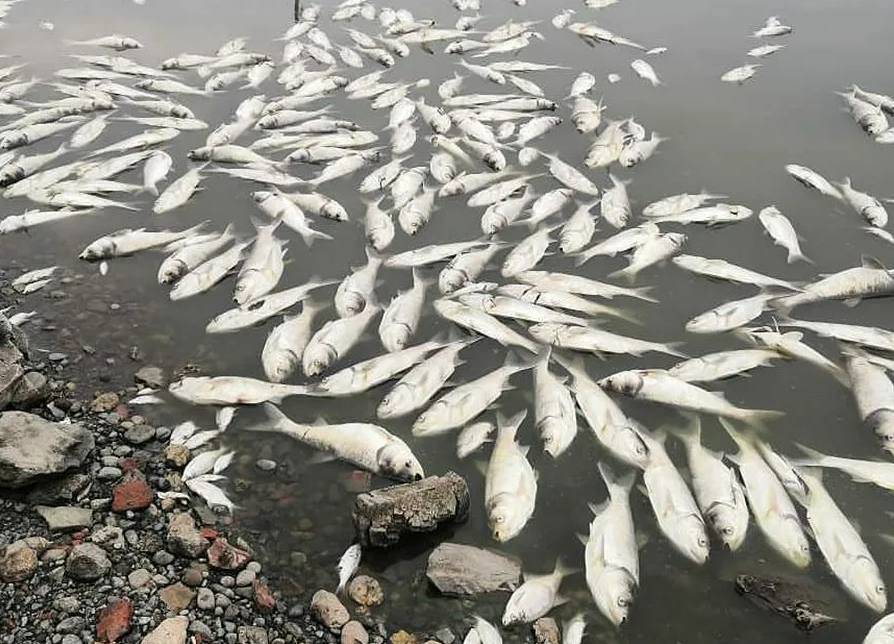 Новость Сочи: Причину массовой гибели рыбы в районе реки Псахе установили в Росрыболовстве