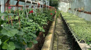 В Адлерском районе Сочи создадут питомник для выращивания субтропических растений и цветов