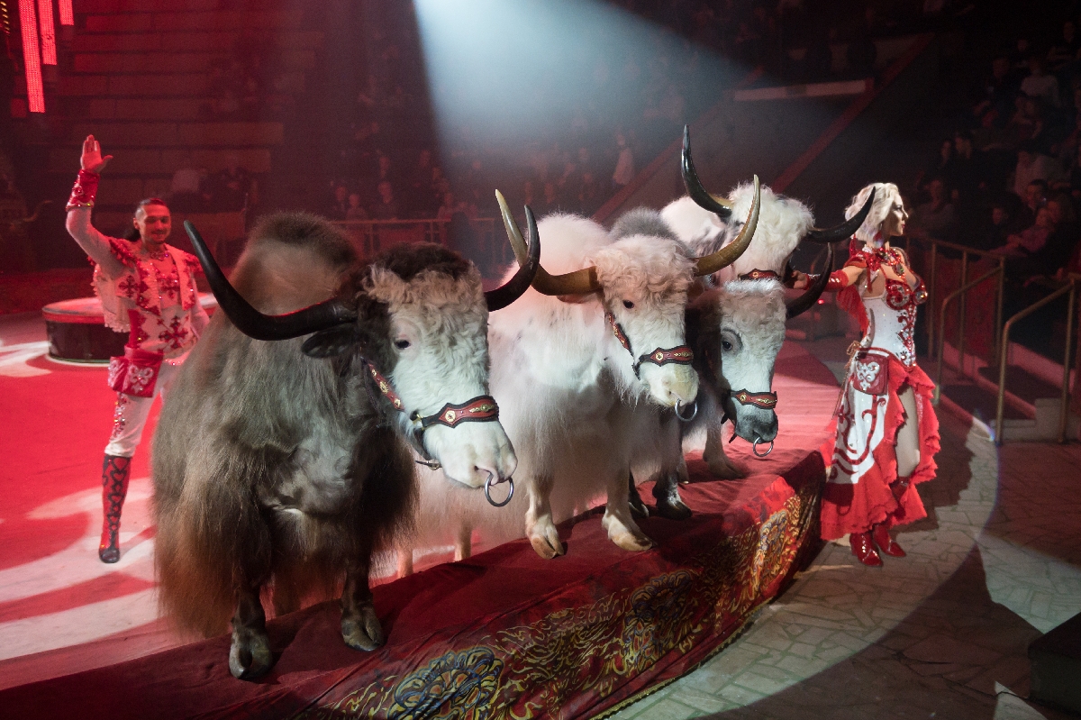 Королевский цирк Гии Эрадзе в Сочи 2022