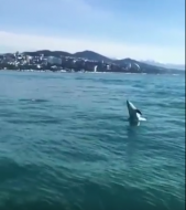 Морские прогулки с дельфинами в Сочи